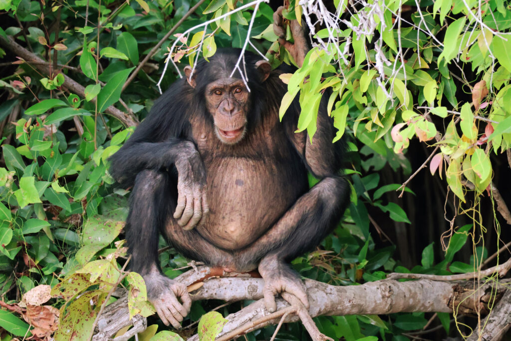 Exploring the River Gambia: Our Two-Day Adventure with Gambia Favourite Tours